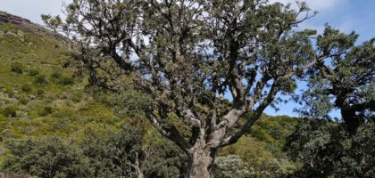 Petit tamarin des hauts